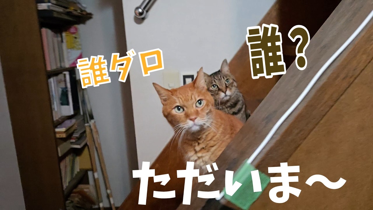 くろねこたろう Taro and Kuro greet me together 【Living with 4 cats 1671s】 - YouTube