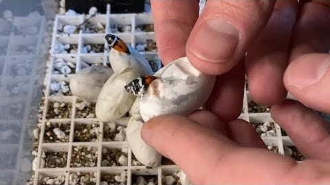 🐍 This Egg Box Was A Mess! 🧪