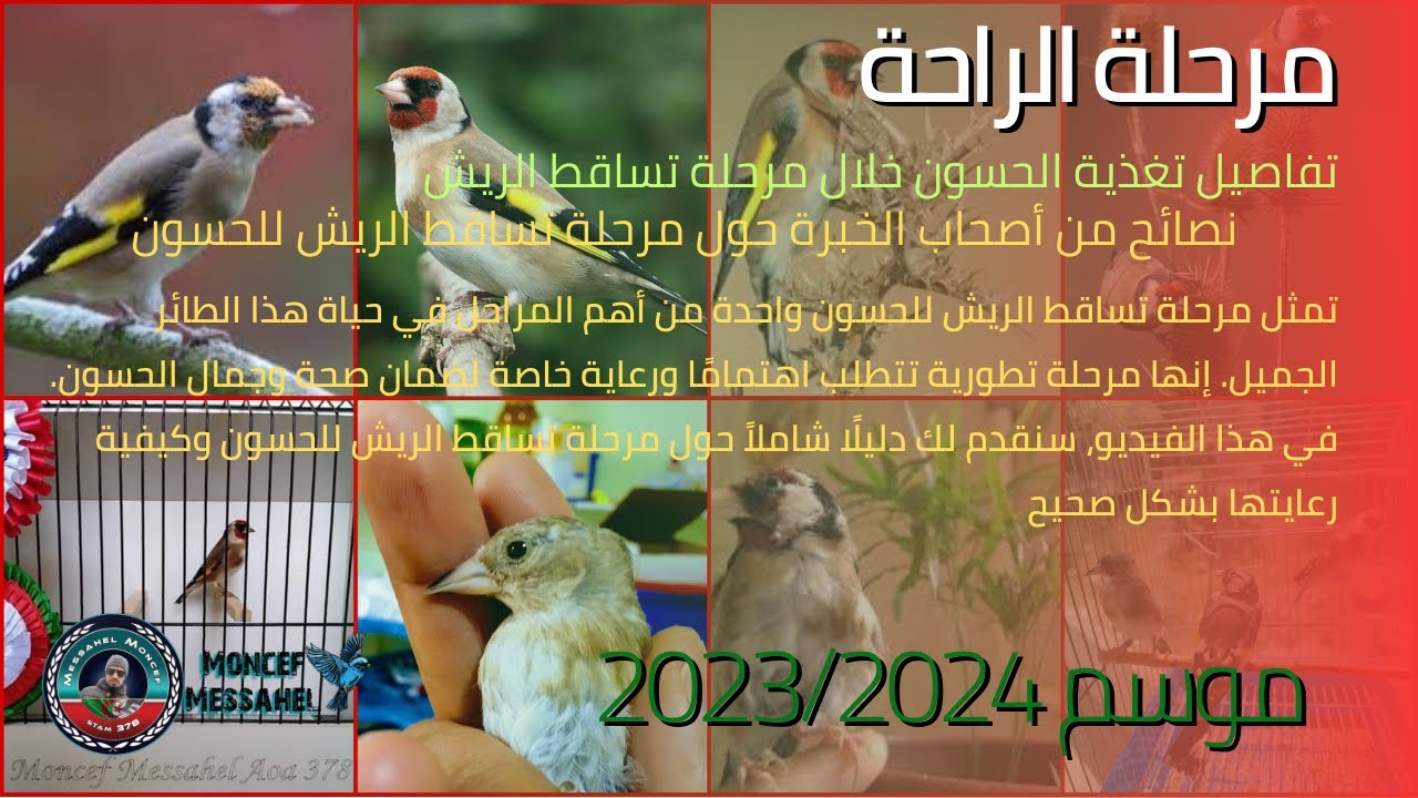 تفاصيل تغذية الحسون خلال مرحلة تساقط الريش