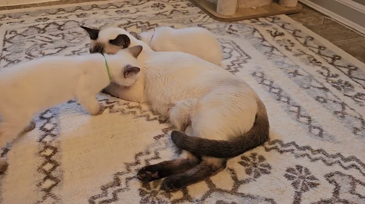 Video 6596621: chocolate point siamese, female siamese, siamese mom