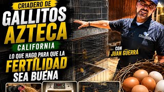 Azteca Gamefowl Farm California / Juan Guerra / Azteca gamefowl