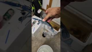 The World's Largest Blue Crawfish!