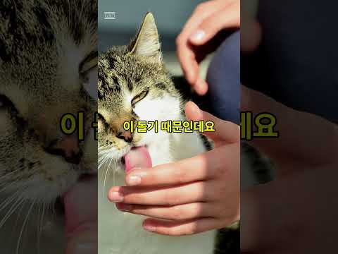 고양이 혀의 비밀