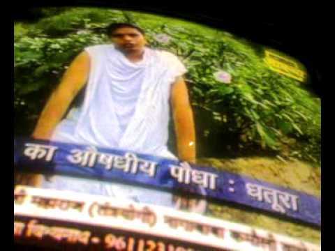 Dhathura Herbal by Acharya Bal Krishan