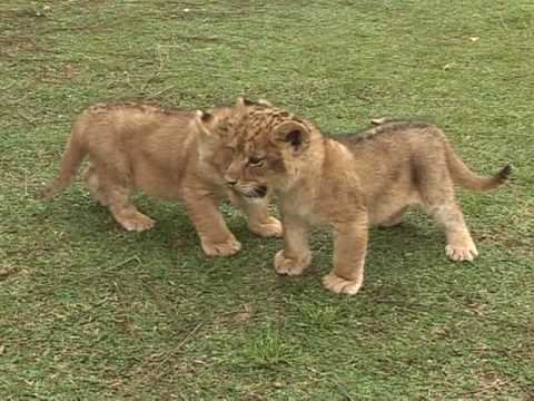 All-female baby lion cubs born at Israeli zoo