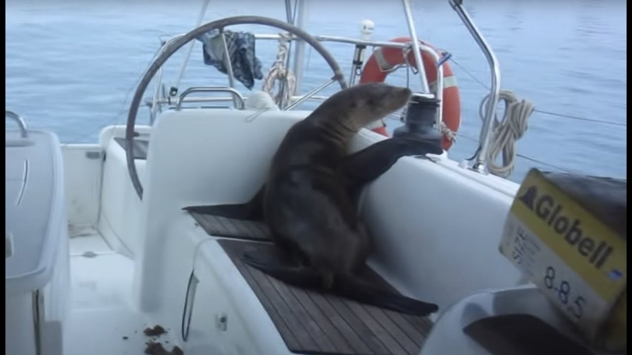 Sailing Adventure in the Galapagos Islands (Sailing La Vagabonde) Ep. 40