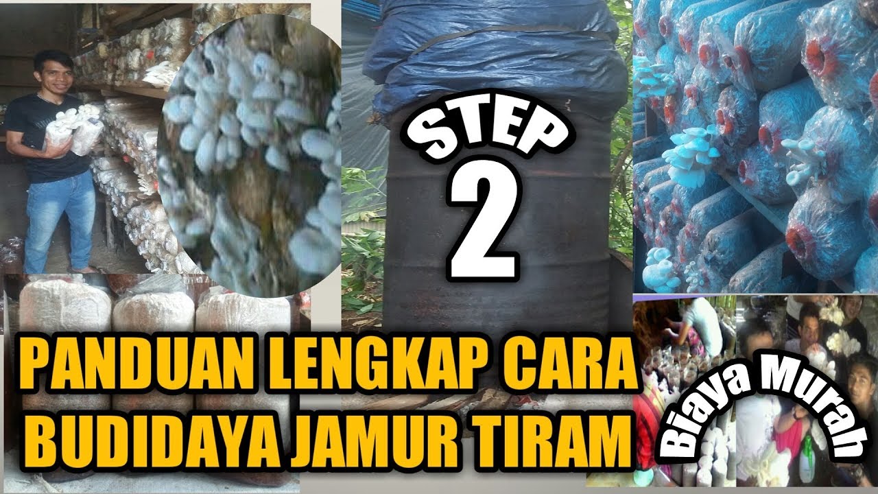 Panduan Lengkap Cara Budidaya Jamur Tiram STEP 2 (Membuat Baglog) How