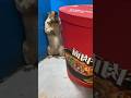 Do you think the mouse is surprised