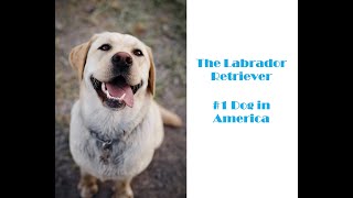 Labrador Retriever Unleashed: Exploring the #1 Family Dogs Origins, Talents, and Personality