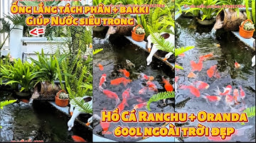 Hồ Cá Ranchu + Oranda 600l Ngoài Trời Đẹp - Lọc 1 Ống Lắng Tách Phân + Bakki Nước Siêu Trong.