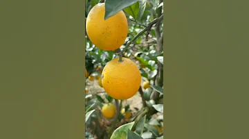 حصاد البرتقال 