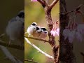 जिसमें कई काले गले वाली बुशटिट्स (जिन्हें ब्लैक-थ्रोटेड टिट्स के #birds #birdcall #wildlife #viral