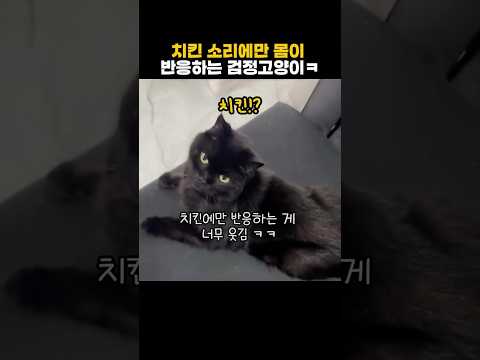 치킨 소리에만 몸이 반응하는 검정고양이ㅋ thumbnail