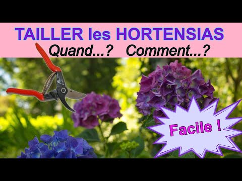Vidéo: Devez-vous couper les hortensias - Apprenez quand couper les hortensias