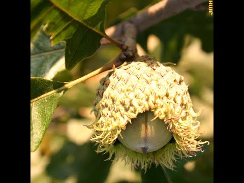 How to identify bur oak (Quercus macrocarpa)