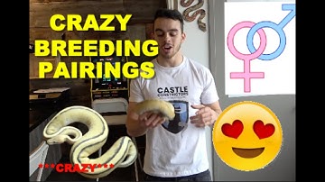 420 Ball Python Breeders! 2021 Breeding Pairings!