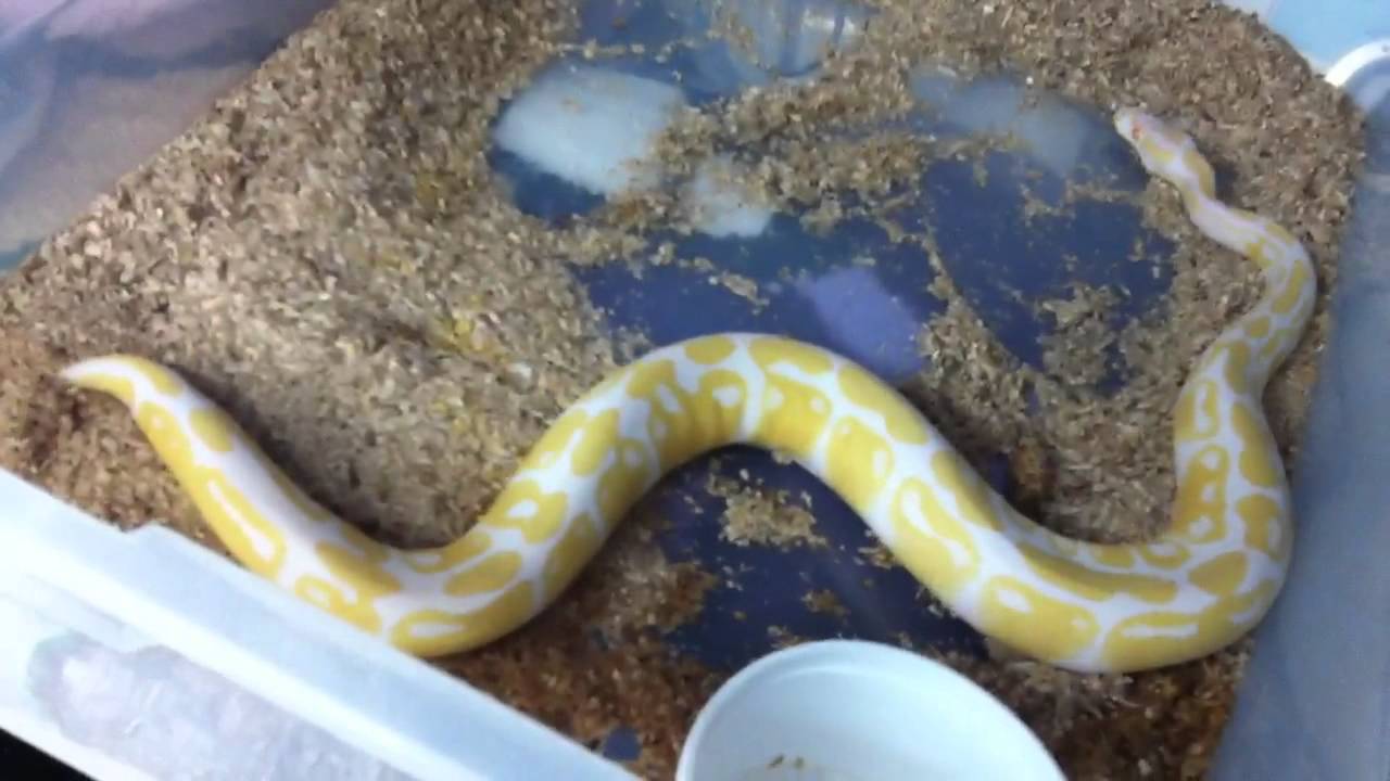 geckos food Albino mojave ball python male