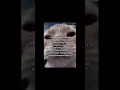 Original : In My Feelings - Nerissa Ravencroft (Hololive EN)