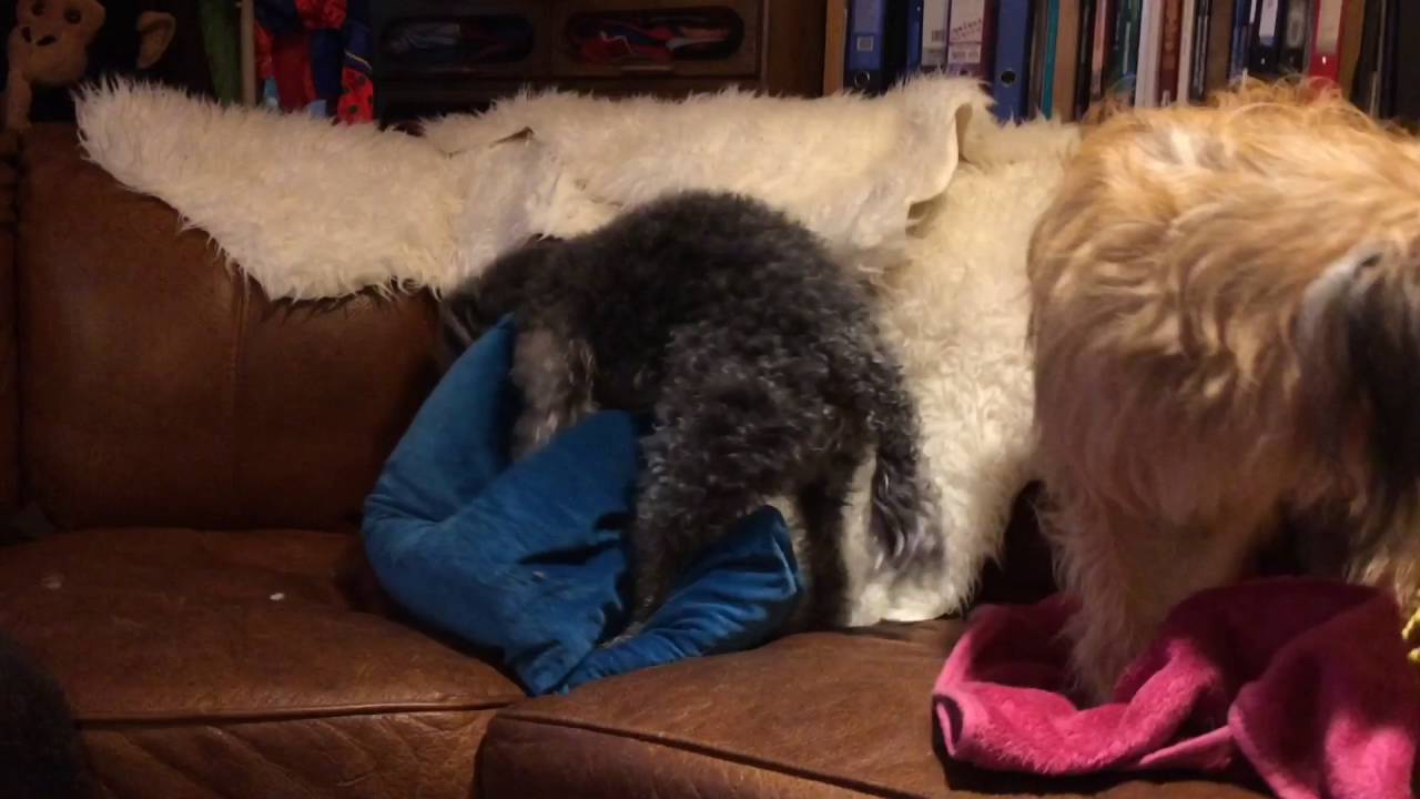 Dogs Making Beds YouTube
