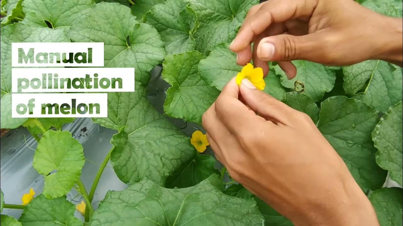 Manual Pollination of Cucumbers and Melon YouTube