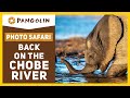 African Safari | Back on The Chobe River in Botswana with The Pangolin Photo Hosts