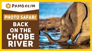 African Safari | Back on The Chobe River in Botswana with The Pangolin Photo Hosts