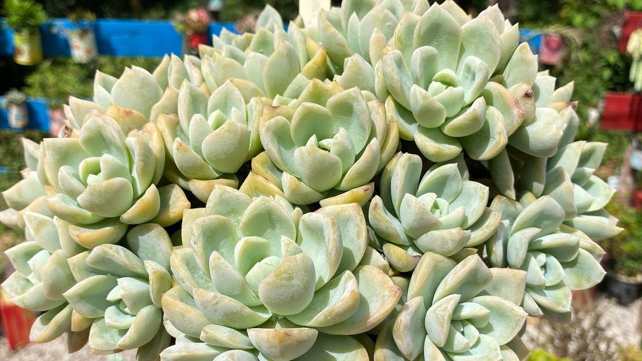 SUCULENTAS COMUNS E FÁCEIS DE CUIDAR SUCULENTAS DE MUITO FÁCIL CULTIVO 