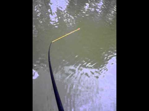 etang truite wavrin