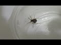 Triangulate cobweb spider (Steatoda triangulosa) in a cup