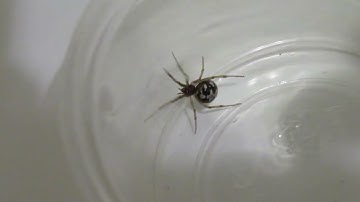 Triangulate cobweb spider (Steatoda triangulosa) in a cup