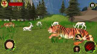 Tiger Family Simulator : Hunt and Survive 2020 Android Gameplay screenshot 2