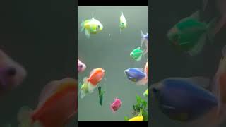 IKAN HIAS GLOW FISH SMAL TANK #aquascapegallery #glowfish #aquarium #fish #exoticaquariumfish
