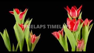 Timelapse Of Red Tulip Flower Blooming Red Tulips Bloming Timelapse Of Red Tulip Flowers Blooming.