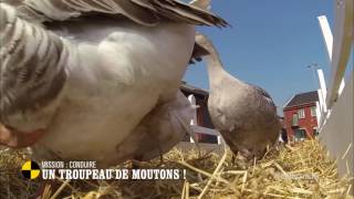 Mission: conduire un troupeau de moutons! - On n'est pas que des cobayes! #cobayesf5