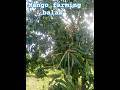Mango farming ll aam ki kheti kese kare shortsviralshort trendingsong farming 