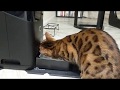 Xena Bengal Cat vs Petnet Smartfeeder 2.0 Second Generation