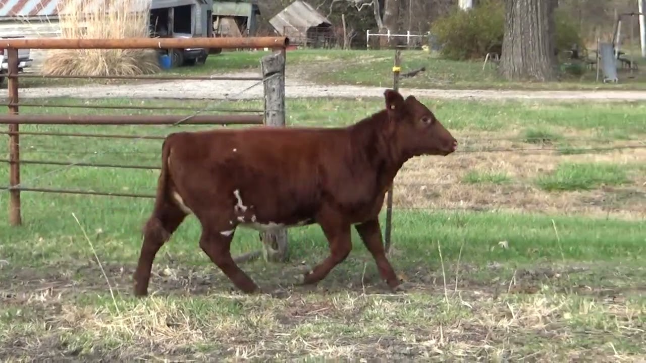 Gibler Shorthorns Lot #10