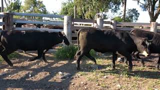 Black Baldy Feeder Steers