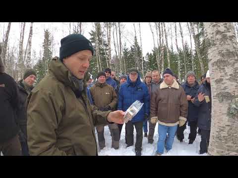 Video: Chaga Help Om Plantsiektes Te Beveg