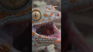 Animals With The Most Teeth | Narwhal | Tokay Gecko | Snails | Pacific Lingcod | Umbrella Slug