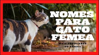 Nomes para Gatos  Fêmeas  MAIS POPULARES DO BRASIL #nomesdegatos