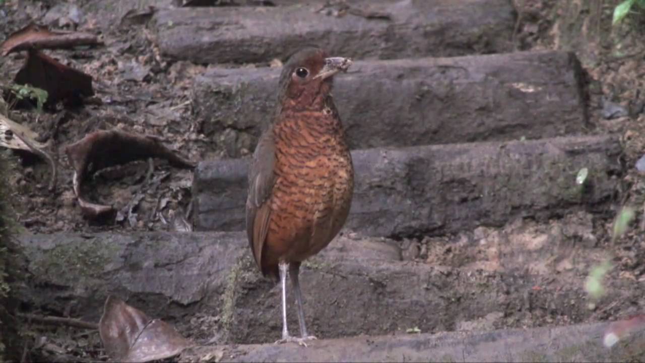 Giant Antpitta 