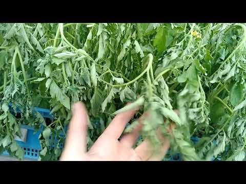 ШОК!!!Что случилось рассадой