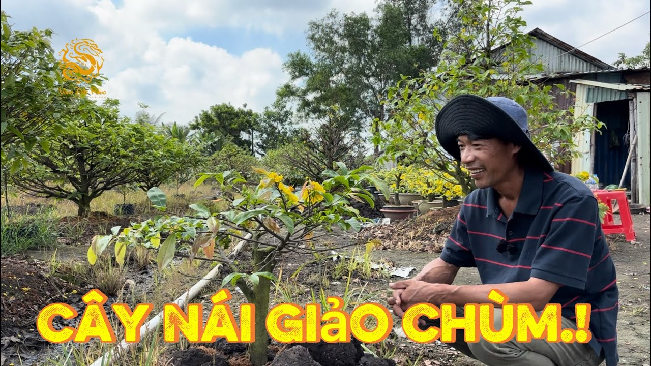 🐉Mặt bông siêu nét của Giảo Chùm Bình Lợi ghép Tứ Quý ở vườn anh Hưng|Vùng Đất Rồng 