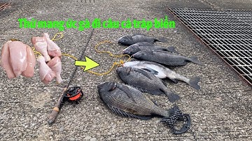 Thử Lấy Ức Gà Tươi làm mồi câu Cá Tráp Biển và cái kết | Câu Cá ở Nhật | Gia Đình Cá Tráp
