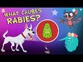 What causes rabies  the dr binocs show  best learnings for kids  peekaboo kidz