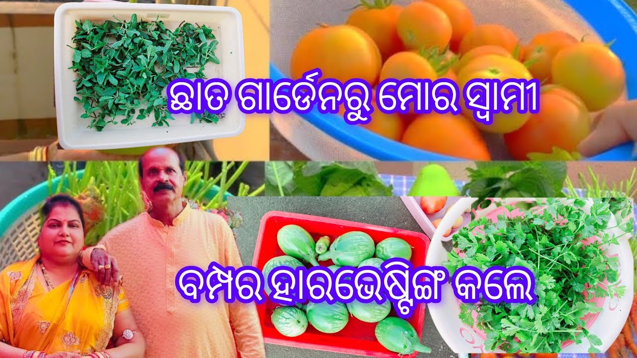 ଛାତ ଗାର୍ଡେନ ରୁ ମୋ ସ୍ଵାମୀ ବମ୍ପର ହାରଭେଷ୍ଟିଙ୍ଗ କଲେ /Bumper harvesting 
