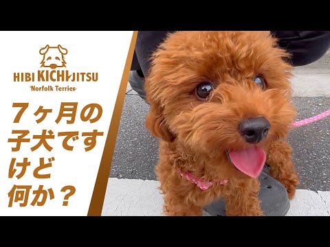 愛犬キチ トイプー7ヶ月パピー MOMO に出会う【puppy toypoodle  dog ノーフォークテリア norfolkterrier 】