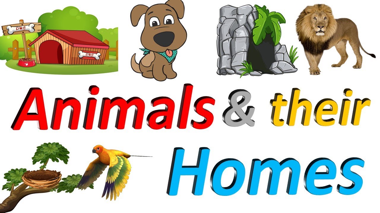 Animals Home Names For Kids In English [ HOMES OF ANIMALS ] Homes of Animals  and Birds with pictures - YouTube
