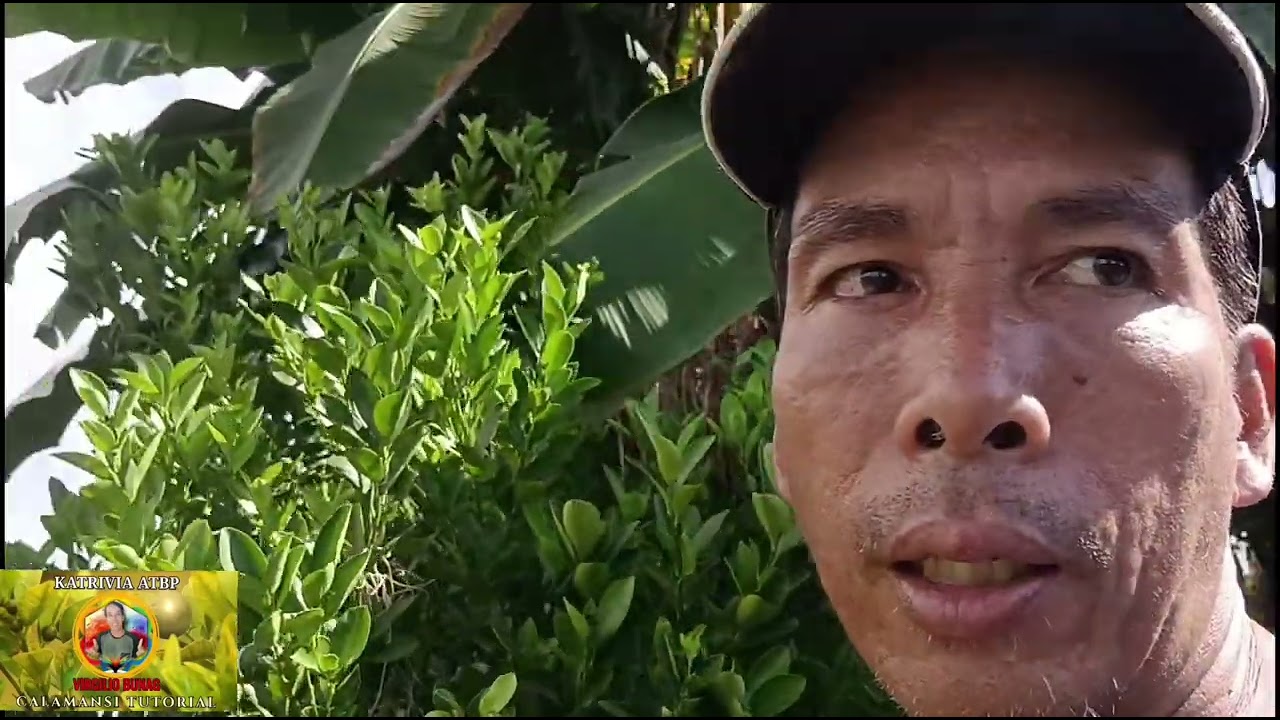 BUNGA NG KABILA SIRA NA LAHAT